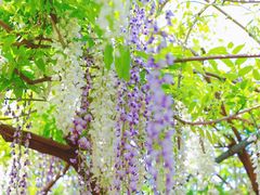 -广富林郊野公园