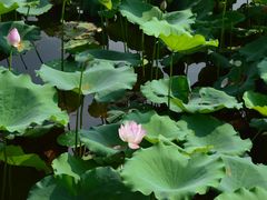 -荔湾湖公园
