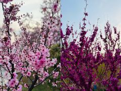 -海棠花溪(元大都城垣遗址公园)