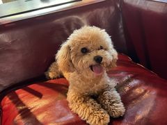 -百好乐宠物友好餐厅(朝外大街店)