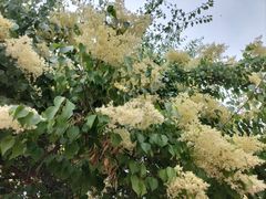 -北京市海淀区翠微小学