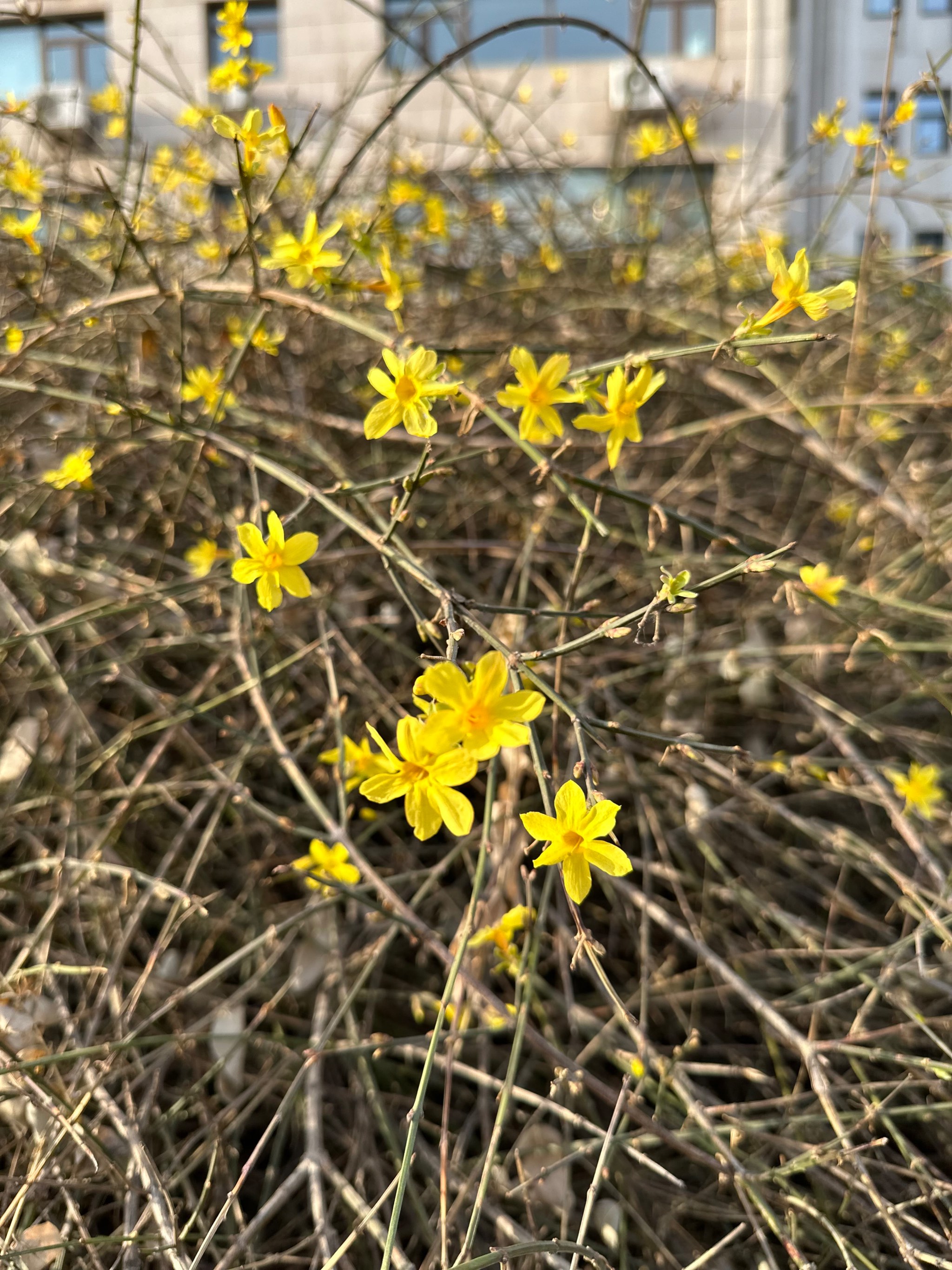 迎春花生物笔记图片