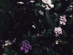 -九龙公园