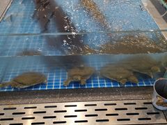 -半岛听涛蒸汽海鲜自助(K11店)