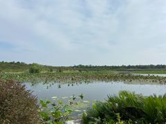 -上海海湾国家森林公园