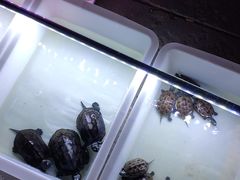 -中环花鸟鱼虫市场