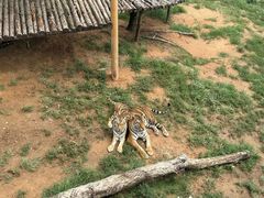 -西霞口神雕山野生动物世界