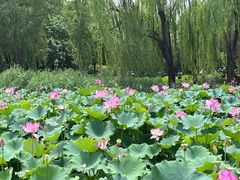 -莲花池公园