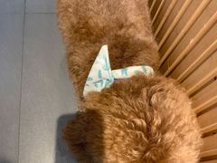 -Tim炒酸奶