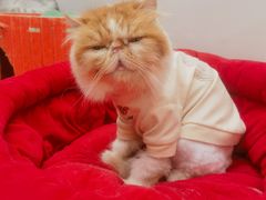 -有猫主题·治愈系猫咖(曾厝垵店)
