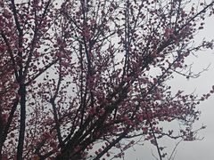 -金水泊山庄·花椒鸡(铁山坪店)