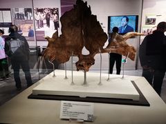 -北京周口店北京人遗址博物馆