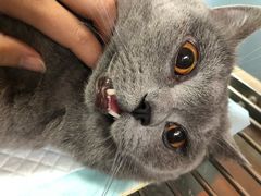 -瑞派福兴宠物医院犬猫全科·骨科·中西医结合(河东店)