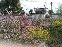 -南汇桃花村