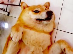 -柴源莊·柴小宠柴犬咖啡