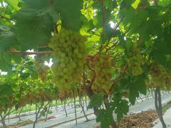 -金谷域澳洲庄园