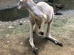 -可伦宾野生动物保护区