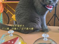 -猫在这儿猫咪咖啡馆·撸猫馆