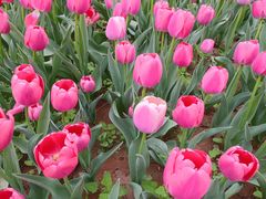 -洛阳郁金香牡丹园