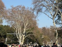 -武汉大学-樱园