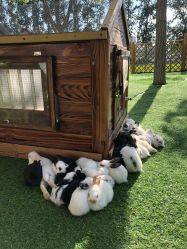 -萌宠亲子动物乐园(槐房万达店)