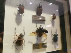 -上海昆虫博物馆