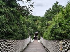 -铁山坪森林公园