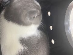 -菲丽丝宠物医院·24小时·猫科中心·免疫点(淮海分院)