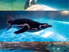 -海合安武汉极地海洋公园