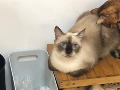 -Heymao猫咖.咖啡厅(东门店)