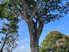 -花柏山公园