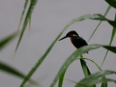 -重庆彩云湖湿地公园