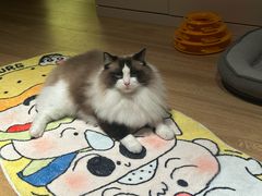 -宠爱国际动物医院·消化内科·心肾内科·ISFM猫友好(望京店)
