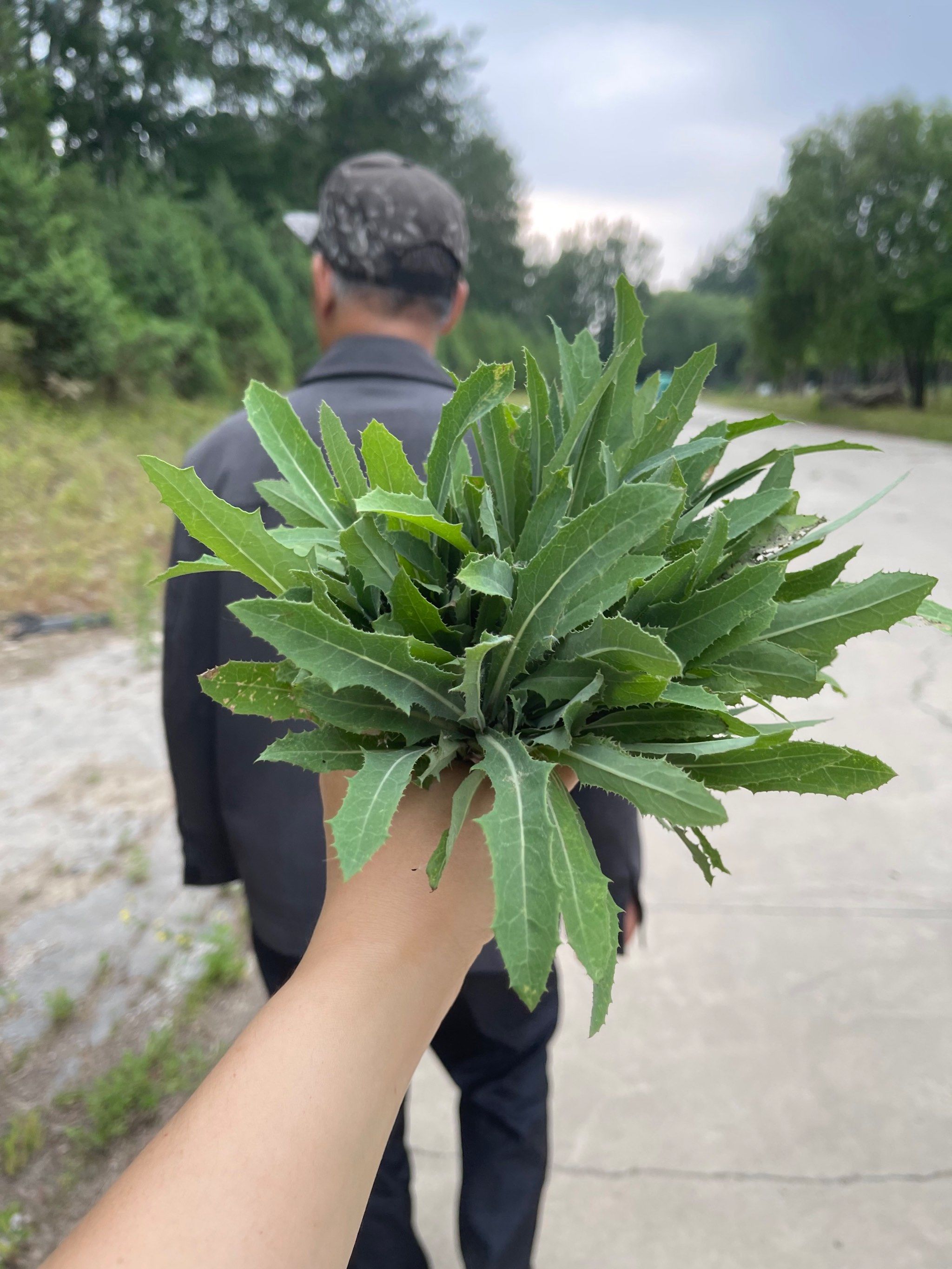 苦苦菜有点老了