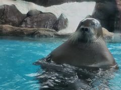 -海合安成都极地海洋公园