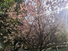 -南山植物园