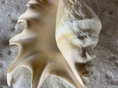 -青岛贝壳博物馆