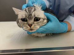 -爱妮康宠物医院·干细胞免疫细胞·肿瘤·心脏(张江店)