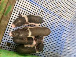 -萌宠亲子动物乐园(槐房万达店)