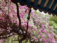 -深圳国际园林花卉博览园