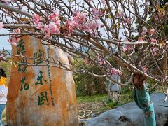 -天适樱花悠乐园