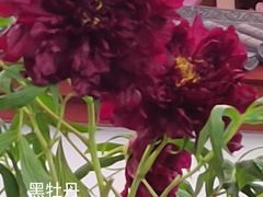 -神州牡丹园