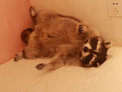 -浣熊柯尔鸭土拨鼠·电玩咖