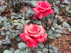 -人民公园(罗湖区)