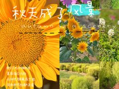 -春花秋色城市公园