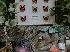 -上海大自然野生昆虫馆(东方明珠·爬宠昆虫探索中心)