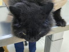 -爱妮康宠物医院·干细胞免疫细胞·肿瘤·心脏(张江店)