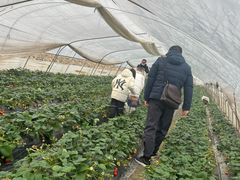 -小鱼草莓采摘园农家乐·小鱼餐厅