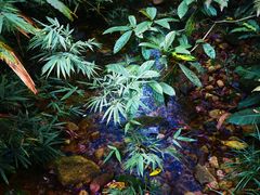 -海南热带雨林国家公园吊罗山景区