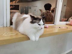 -Heymao猫咖.咖啡厅(东门店)